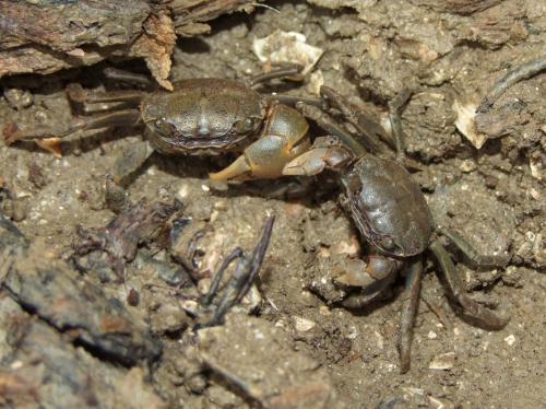 Austrohelice crassa